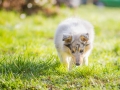 Hundefotografie_Hund_Tierfotografie_Marburg_Langhaarcollie_Collie_Gaia_blue_merle_Welpe_Baby_Hundebaby_Fotografin_Christine_Hemlep (3)