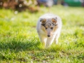 Hundefotografie_Hund_Tierfotografie_Marburg_Langhaarcollie_Collie_Gaia_blue_merle_Welpe_Baby_Hundebaby_Fotografin_Christine_Hemlep (5)