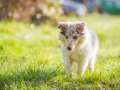 Hundefotografie_Hund_Tierfotografie_Marburg_Langhaarcollie_Collie_Gaia_blue_merle_Welpe_Baby_Hundebaby_Fotografin_Christine_Hemlep (7)