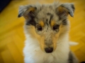 Gaia_Langhaarcollie_Collie_blue_merle_Einzug_neues_Heim_Welpe_Puppy_Junghund_Baby (1)