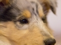 Gaia_Langhaarcollie_Collie_blue_merle_Einzug_neues_Heim_Welpe_Puppy_Junghund_Baby (102)
