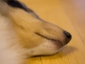 Gaia_Langhaarcollie_Collie_blue_merle_Einzug_neues_Heim_Welpe_Puppy_Junghund_Baby (108)