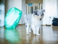 Gaia_Langhaarcollie_Collie_blue_merle_Einzug_neues_Heim_Welpe_Puppy_Junghund_Baby (11)