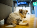Gaia_Langhaarcollie_Collie_blue_merle_Einzug_neues_Heim_Welpe_Puppy_Junghund_Baby (17)