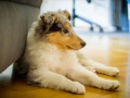 Gaia_Langhaarcollie_Collie_blue_merle_Einzug_neues_Heim_Welpe_Puppy_Junghund_Baby (19)