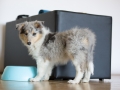 Gaia_Langhaarcollie_Collie_blue_merle_Einzug_neues_Heim_Welpe_Puppy_Junghund_Baby (21)