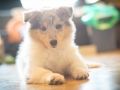 Gaia_Langhaarcollie_Collie_blue_merle_Einzug_neues_Heim_Welpe_Puppy_Junghund_Baby (42)
