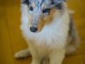 Gaia_Langhaarcollie_Collie_blue_merle_Einzug_neues_Heim_Welpe_Puppy_Junghund_Baby (9)
