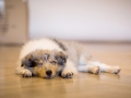 Gaia_Langhaarcollie_Collie_blue_merle_Einzug_neues_Heim_Welpe_Puppy_Junghund_Baby