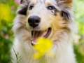 Langhaarcollie_Rough_Collie_Welpe_Puppy_Tierbaby_Baby_Gaia_bluemerle_weibchen_huendin_Hundebaby_Hundewelpe_hund_Huetehund (1)