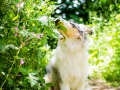 Langhaarcollie_Rough_Collie_Welpe_Puppy_Tierbaby_Baby_Gaia_bluemerle_weibchen_huendin_Hundebaby_Hundewelpe_hund_Huetehund (11)