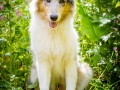 Langhaarcollie_Rough_Collie_Welpe_Puppy_Tierbaby_Baby_Gaia_bluemerle_weibchen_huendin_Hundebaby_Hundewelpe_hund_Huetehund (13)