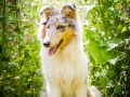 Langhaarcollie_Rough_Collie_Welpe_Puppy_Tierbaby_Baby_Gaia_bluemerle_weibchen_huendin_Hundebaby_Hundewelpe_hund_Huetehund (15)