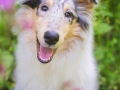 Langhaarcollie_Rough_Collie_Welpe_Puppy_Tierbaby_Baby_Gaia_bluemerle_weibchen_huendin_Hundebaby_Hundewelpe_hund_Huetehund (17)