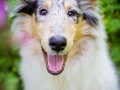 Langhaarcollie_Rough_Collie_Welpe_Puppy_Tierbaby_Baby_Gaia_bluemerle_weibchen_huendin_Hundebaby_Hundewelpe_hund_Huetehund (19)