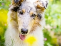 Langhaarcollie_Rough_Collie_Welpe_Puppy_Tierbaby_Baby_Gaia_bluemerle_weibchen_huendin_Hundebaby_Hundewelpe_hund_Huetehund (3)