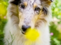 Langhaarcollie_Rough_Collie_Welpe_Puppy_Tierbaby_Baby_Gaia_bluemerle_weibchen_huendin_Hundebaby_Hundewelpe_hund_Huetehund (5)