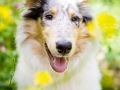 Langhaarcollie_Rough_Collie_Welpe_Puppy_Tierbaby_Baby_Gaia_bluemerle_weibchen_huendin_Hundebaby_Hundewelpe_hund_Huetehund (7)