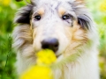 Langhaarcollie_Rough_Collie_Welpe_Puppy_Tierbaby_Baby_Gaia_bluemerle_weibchen_huendin_Hundebaby_Hundewelpe_hund_Huetehund (9)