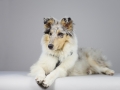 Langhaarcollie_Rough_Collie_bluemerle_welpe_puppy_Gaia_Studioaufnahme_Hundefpotografie (21)