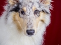 Langhaarcollie_Rough_Collie_bluemerle_welpe_puppy_Gaia_Studioaufnahme_Hundefpotografie (31)