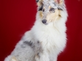 Langhaarcollie_Rough_Collie_bluemerle_welpe_puppy_Gaia_Studioaufnahme_Hundefpotografie (33)