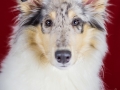 Langhaarcollie_Rough_Collie_bluemerle_welpe_puppy_Gaia_Studioaufnahme_Hundefpotografie (35)