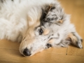 Langhaarcollie_Collie_bluemerle_Baby_Welpe_Puppy_Rough_Marburg_Hessen_Gaia (1)