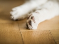 Langhaarcollie_Collie_bluemerle_Baby_Welpe_Puppy_Rough_Marburg_Hessen_Gaia (3)
