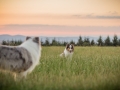 Langhaarcollies_Gaia_Lotte_Happy_Collie_Rough_bluemerle_sable_Hundefreunde_Freunde_Sonnenuntergang (1)