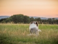 Langhaarcollies_Gaia_Lotte_Happy_Collie_Rough_bluemerle_sable_Hundefreunde_Freunde_Sonnenuntergang (10)