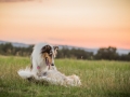 Langhaarcollies_Gaia_Lotte_Happy_Collie_Rough_bluemerle_sable_Hundefreunde_Freunde_Sonnenuntergang (11)