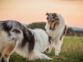 Langhaarcollies_Gaia_Lotte_Happy_Collie_Rough_bluemerle_sable_Hundefreunde_Freunde_Sonnenuntergang (13)