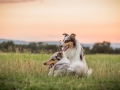 Langhaarcollies_Gaia_Lotte_Happy_Collie_Rough_bluemerle_sable_Hundefreunde_Freunde_Sonnenuntergang (14)