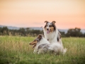 Langhaarcollies_Gaia_Lotte_Happy_Collie_Rough_bluemerle_sable_Hundefreunde_Freunde_Sonnenuntergang (15)