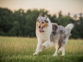 Langhaarcollies_Gaia_Lotte_Happy_Collie_Rough_bluemerle_sable_Hundefreunde_Freunde_Sonnenuntergang (16)