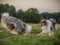 Langhaarcollies_Gaia_Lotte_Happy_Collie_Rough_bluemerle_sable_Hundefreunde_Freunde_Sonnenuntergang (17)