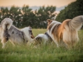 Langhaarcollies_Gaia_Lotte_Happy_Collie_Rough_bluemerle_sable_Hundefreunde_Freunde_Sonnenuntergang (18)