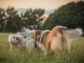 Langhaarcollies_Gaia_Lotte_Happy_Collie_Rough_bluemerle_sable_Hundefreunde_Freunde_Sonnenuntergang (19)