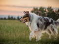 Langhaarcollies_Gaia_Lotte_Happy_Collie_Rough_bluemerle_sable_Hundefreunde_Freunde_Sonnenuntergang (2)