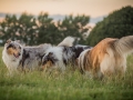 Langhaarcollies_Gaia_Lotte_Happy_Collie_Rough_bluemerle_sable_Hundefreunde_Freunde_Sonnenuntergang (20)