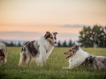 Langhaarcollies_Gaia_Lotte_Happy_Collie_Rough_bluemerle_sable_Hundefreunde_Freunde_Sonnenuntergang (22)