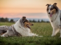 Langhaarcollies_Gaia_Lotte_Happy_Collie_Rough_bluemerle_sable_Hundefreunde_Freunde_Sonnenuntergang (23)