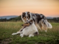 Langhaarcollies_Gaia_Lotte_Happy_Collie_Rough_bluemerle_sable_Hundefreunde_Freunde_Sonnenuntergang (24)