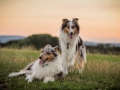 Langhaarcollies_Gaia_Lotte_Happy_Collie_Rough_bluemerle_sable_Hundefreunde_Freunde_Sonnenuntergang (25)