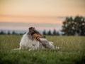 Langhaarcollies_Gaia_Lotte_Happy_Collie_Rough_bluemerle_sable_Hundefreunde_Freunde_Sonnenuntergang (27)