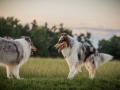 Langhaarcollies_Gaia_Lotte_Happy_Collie_Rough_bluemerle_sable_Hundefreunde_Freunde_Sonnenuntergang (28)