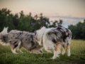 Langhaarcollies_Gaia_Lotte_Happy_Collie_Rough_bluemerle_sable_Hundefreunde_Freunde_Sonnenuntergang (29)