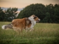 Langhaarcollies_Gaia_Lotte_Happy_Collie_Rough_bluemerle_sable_Hundefreunde_Freunde_Sonnenuntergang (30)