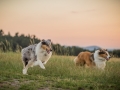 Langhaarcollies_Gaia_Lotte_Happy_Collie_Rough_bluemerle_sable_Hundefreunde_Freunde_Sonnenuntergang (4)